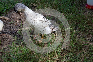 Younger Snowy Calls ducks out in the grass