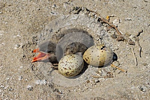 Youngling chick Caspian tern