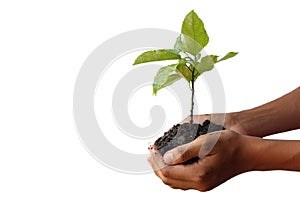 Youngman hands holding a small tree isolated on white