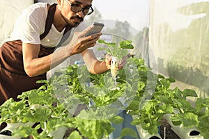Youngman holding hydroponics vegetable and smartphone in garden house photo
