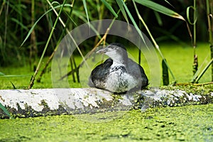 Youngster coot resting on tree trunk near reed.