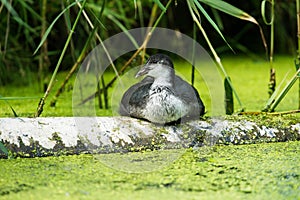 Youngster coot resting on tree trunk near reed.