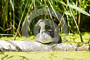 Youngster coot resting on tree trunk near reed.