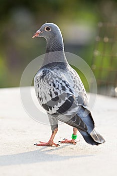 Youngster homing pigeon standing on home loft roof