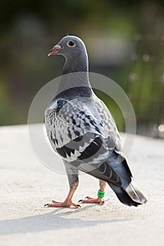 Youngster homing pigeon  standing on home loft roof