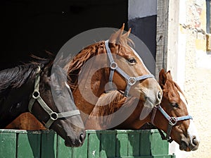 Youngster horses in the barn