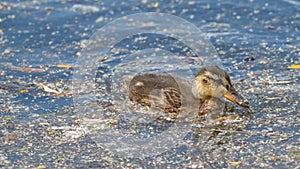 Youngster mallard swimming in the lake water