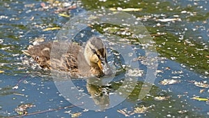 Youngster mallard swimming in the lake water