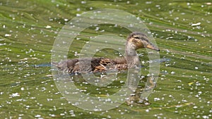 Youngster mallard swimming in the lake water