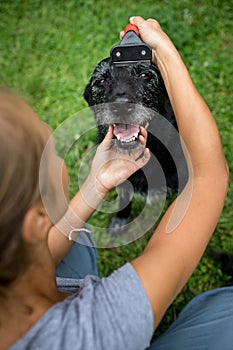 Youngwoman combing out the fur of a black dog