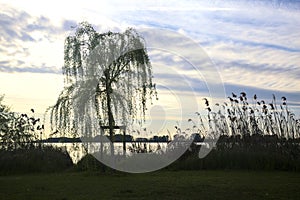 Youong weeping willow by the lakeshore at sunset