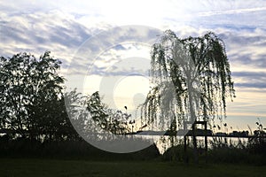 Youong weeping willow by the lakeshore at sunset