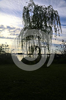 Youong weeping willow by the lakeshore at sunset