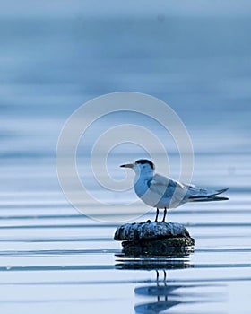  Sternidae Shot on Nikon d7200 with 200-500 mm. . Ex photo