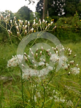 Your life is just like a flower