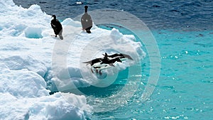 Take your marks! Three Adelie penguins get ready to jump from ice floe into ocean water.. Paulet Island, Antarctica photo