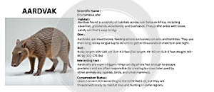 Aardvark Illustration on White Background