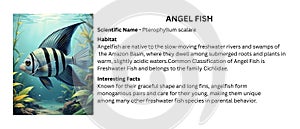 Angelfish (Pterophyllum scalare) Illustration: Graceful Amazon Basin Freshwater Fish with Unique Parental Care