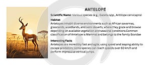 Antelope Illustration: Diverse Grazing Mammals