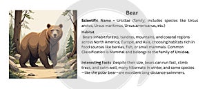 Powerful Bear: Versatile Mammal in Diverse Global Habitats