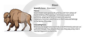 North American Bison: Majestic Prairie Mammal and Ecosystem Keystone Species