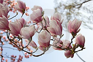 Your spring magnolia