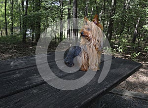 When your Yorkie hears something in the forest