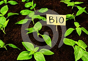 Youth bio ecological sprouts in the ground, sustainable living