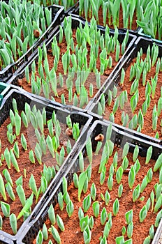 Youthful green bud of tulip