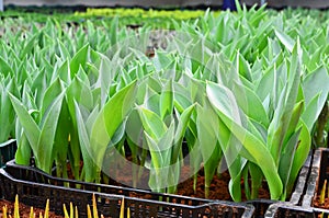 Youthful green bud of tulip