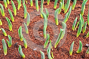 Youthful green bud of tulip