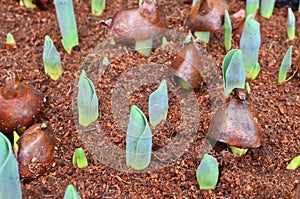 Youthful green bud of tulip