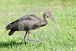 Youthful Scarlet ibis on grass