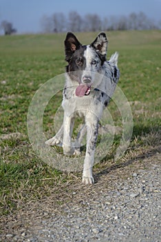 Youthful shepherd dog running and playing in the countryside