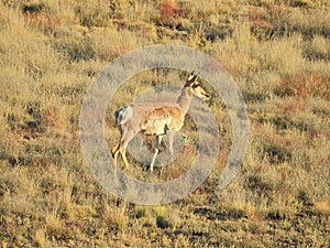 Youthful stride, pronghorn, antelope