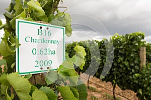 Youung Chardonnay grapes in wineyard