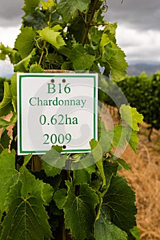 Youung Chardonnay grapes in wineyard