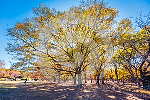 Yoyogi Park In Autumn