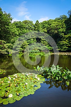 Yoyogi park pond, Tokyo, Japan