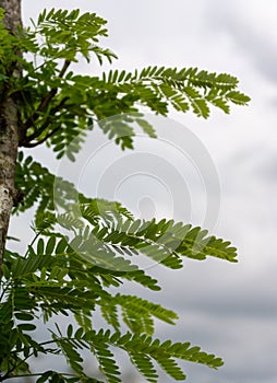 Ype amarelo Brasil sapling