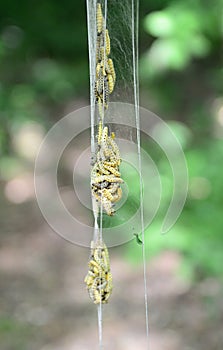 Yponomeuta cagnagella caterpillar