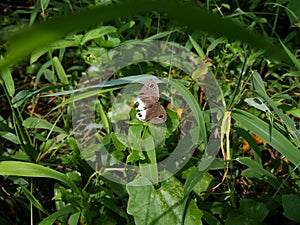 Ypthima huebneri butterfly in green leaf 2022