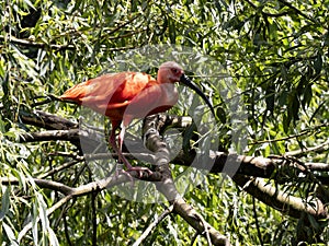 The YRed Ibis, Eudocimus ruber, stands in the branches and observes the surroundings