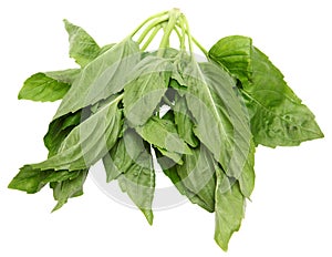 Yu Choy Leaves