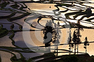 Yuanyang rice terrace