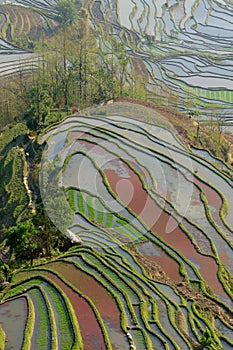 YuanYang Rice Terrace