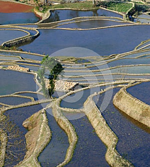 YuanYang Rice Terrace