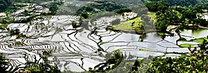 Yuanyang rice terrace photo