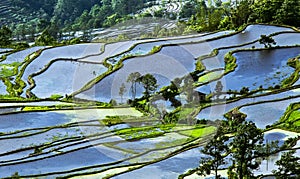 Yuanyang rice terrace photo