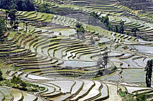 Yuanyang Rice Terraces, Yunnan - China